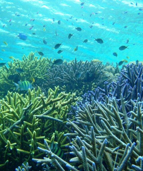 Blue Coral Reef